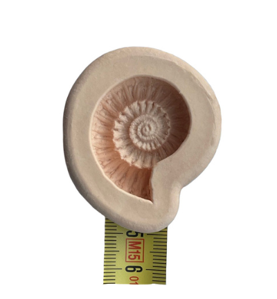 FOSSIL MOULD SMALL