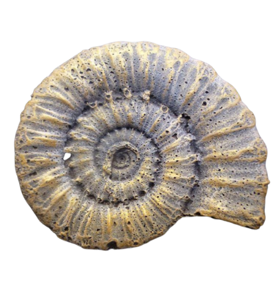 FOSSIL MOULD SMALL