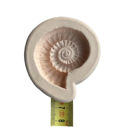 FOSSIL MOULD MEDIUM